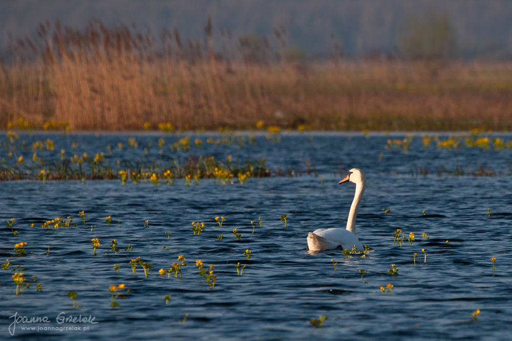 020_Biebrza - kwiecien 2010.jpg